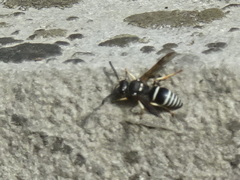 Ancistrocerus waldenii