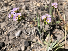 Phacelia suaveolens