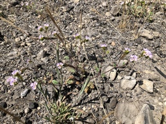 Phacelia suaveolens