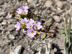 Phacelia suaveolens