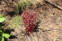 Pyrola aphylla