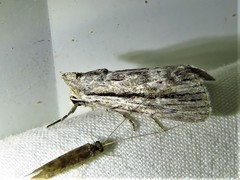Catabenoides