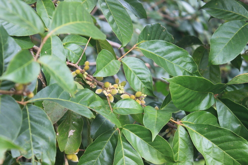 Image of Trichilia pallida by no rights reserved