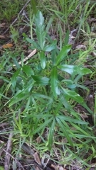 Pseudopanax crassifolius × lessonii