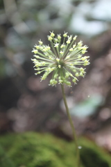 Hydrocotyle callicephala