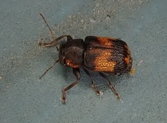 Pachybrachis subfasciatus