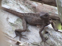 Basiliscus