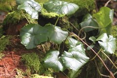 Hydrocotyle callicephala