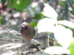 Formicarius moniliger