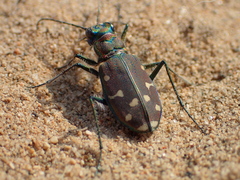 Cicindela oregona oregona