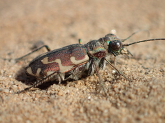 Cicindela repanda repanda