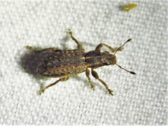 Sitona californius