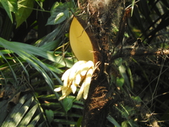 Desmoncus chinantlensis