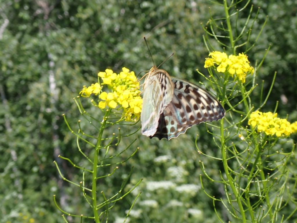 Silver-washed Fritillary