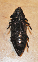Chalcophora angulicollis