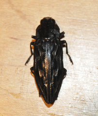 Chalcophora angulicollis