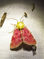 Schinia volupia