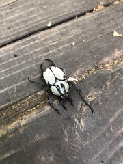 Dicronocephalus adamsi