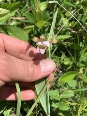 Cleistesiopsis bifaria