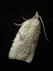 Meritastis polygraphana