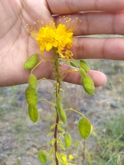 Cleomella platycarpa