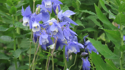 Image of Aquilegia olympica by (c) Виктория Билоус, some rights reserved (CC BY)