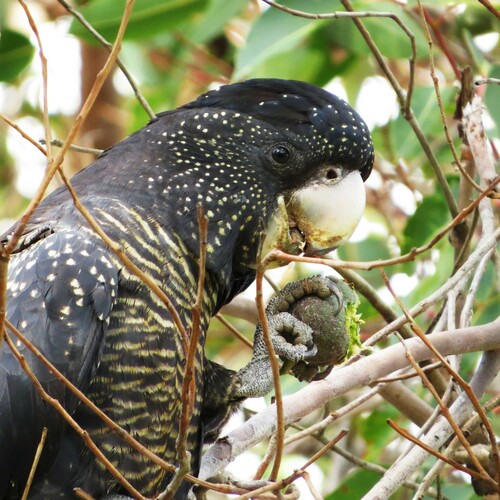 Red-tailed Black Cockatoo (Calyptorhynchus banksii), photo 9