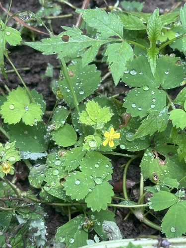 Potentilla centigrana, photograph 6