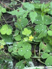 Potentilla centigrana, photograph (c) Tatyana Petrenko, some rights reserved (CC BY)