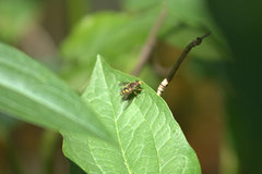 Parhelophilus flavifacies