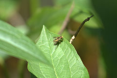 Parhelophilus flavifacies