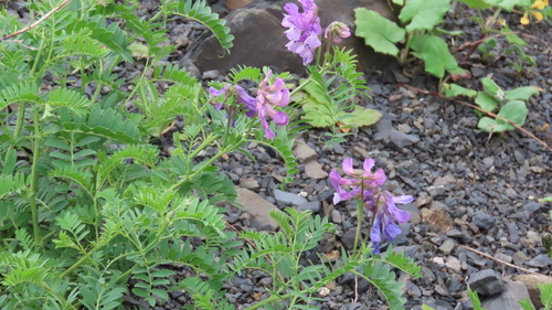 Vicia sosnowskyi