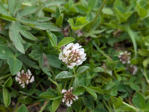Image of Trifolium thalii by (c) Attila Oláh, some rights reserved (CC BY)