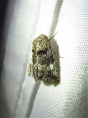 Copanarta aurea