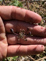 Lomatium repostum