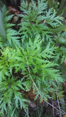 Geranium maderense