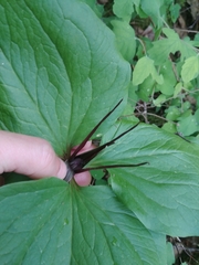 Trillium angustipetalum