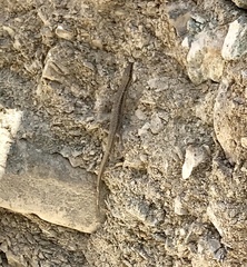 Ablepharus himalayanus