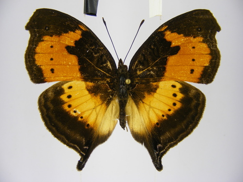 Sylvan Leaf Commodore
