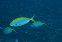 Caesio xanthonota