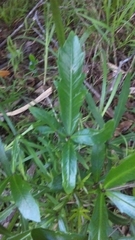 Pseudopanax crassifolius × lessonii