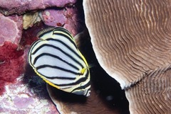 Chaetodon meyeri