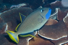 Xanthichthys auromarginatus