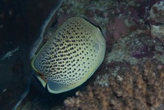 Chaetodon guttatissimus
