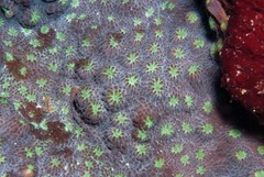 Echinopora hirsutissima