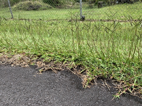 Paspalum minus observed 2024-07-06