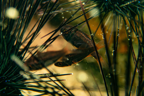 Brownline siphonfish (Siphamia fuscolineata) — Apogonidae