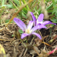 Brodiaea terrestris