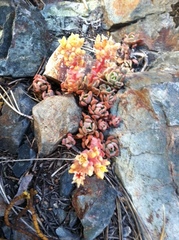 Sedum obtusatum