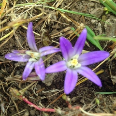 Brodiaea terrestris